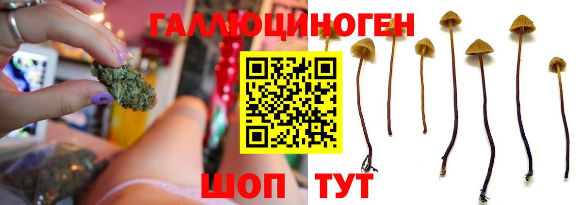 Псилоцибиновые грибы ЛСД Гатчина